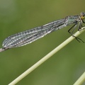 Gemeine Becherjungfer (Enallagma cyathigerum)
